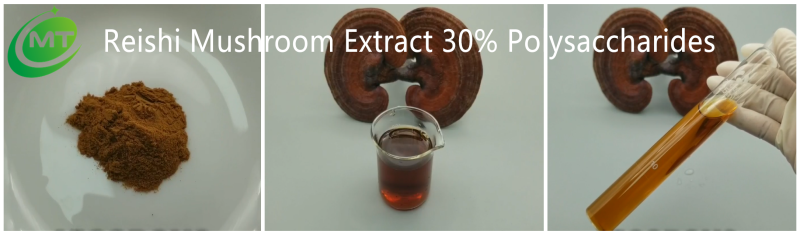 Reishi Mushroom Extract