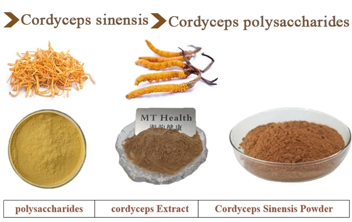 Cordyceps Extract